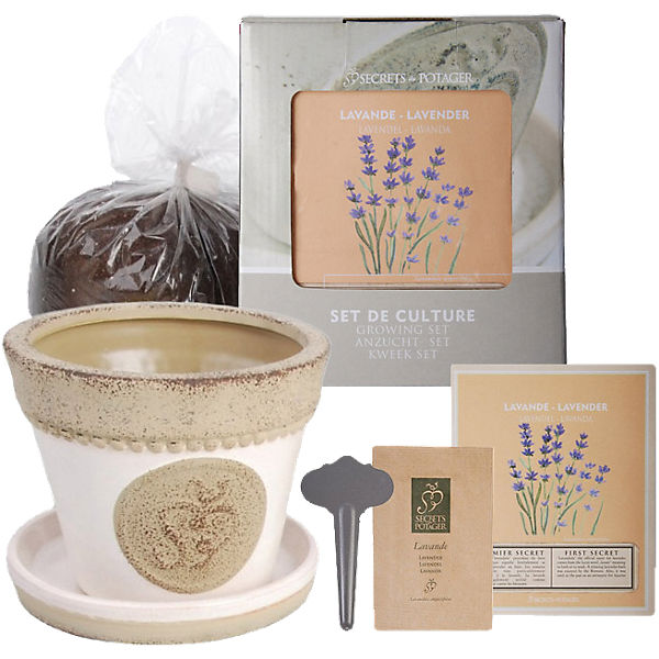 5-tlg. Pflanzset "Lavendel" mit Blumentopf,
