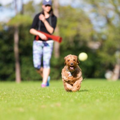 2 x Ballkanone Hund, Ballwurfmaschine Hunde, Ballwerfer Ballmaschine