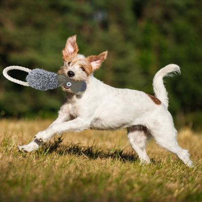 2 x Hundespielzeug Wolf, Plüschspielzeug Hund, Quietschspielzeug