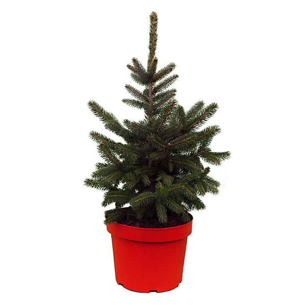 Blaufichte, Blautanne, (Picea pungens glauca), Weihnachtsbaum im Topf, (ca. 35cm hoch im 23cm Topf)