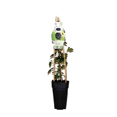 dornenlose Brombeere, (Rubus fructiosus), Sorte: Thornfree, Pflanzen aus nachhaltigem Anbau 1 Pflanze im 14cm Topf, ca. 65cm hoch