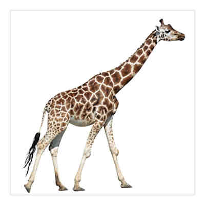 Kindertapete Laufende Giraffe