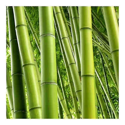 Fototapete Bamboo Trees
