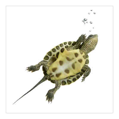 Kindertapete Schwimmende Schildkröte