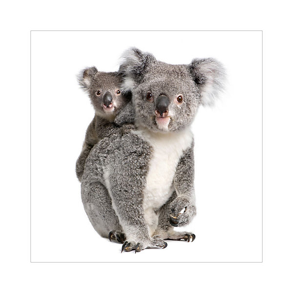 Kindertapete Koalabären