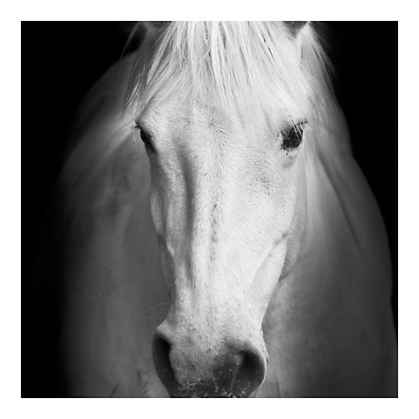 Fototapete Dream of a Horse