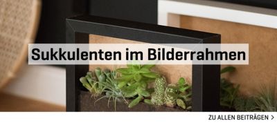 Diy Sukkulenten Im Bilderrahmen Yomonda